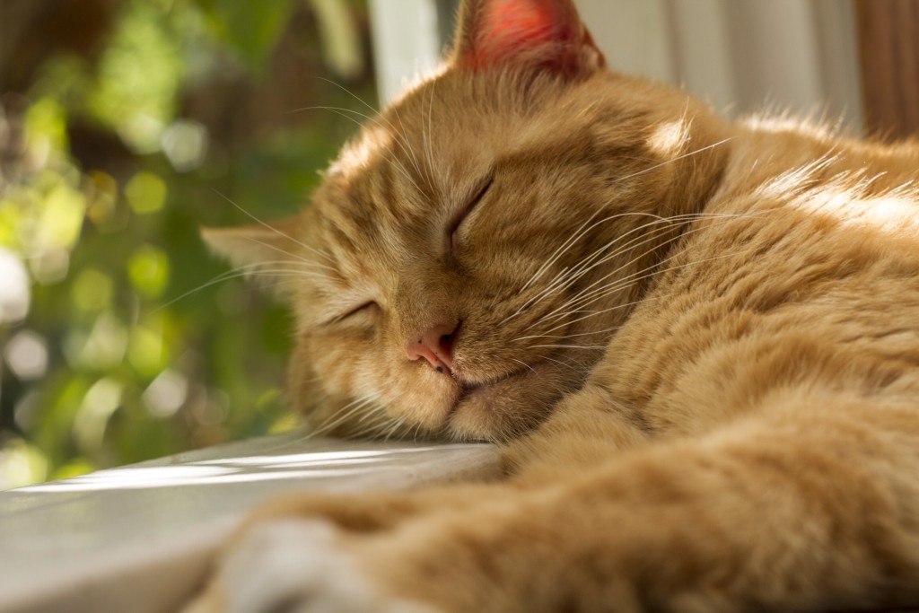 Gato Amarillo - Redhead Cat